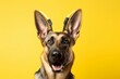 Close-up portrait photography of a funny german shepherd wearing a unicorn horn against a bright yellow background. With generative AI technology