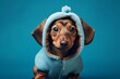 Medium shot portrait photography of a smiling dachshund wearing a teddy bear costume against a soft blue background. With generative AI technology
