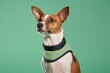 Medium shot portrait photography of a cute basenji dog wearing a training vest against a pastel green background. With generative AI technology