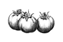 Tomato Hand Drawn Ink Sketch. Engraving Vintage Style Vector Illustration.