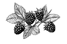 Blackberry Or Raspberry Hand Drawn Ink Sketch. Engraving Vintage Style Vector Illustration.