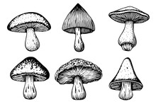 Hand Drawn Ink Sketch Of Mushrooms Set. Engraving Vintage Style Vector Illustration.