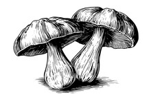 Forest Mushrooms Hand Drawn Ink Sketch. Engraving Vintage Style Vector Illustration.