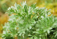 Wormwood Plant Close Up, A Bush Of Absinthe Wormwood In The Wild
