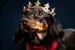 Close-up portrait photography of a smiling dachshund wearing a princess crown against a burgundy red background. With generative AI technology