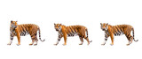 Fototapeta Dziecięca - collection, royal tiger (P. t. corbetti) isolated on on transparent background. png file. clipping path included. The tiger is staring at its prey. Hunter concept.