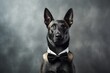 Medium shot portrait photography of a cute belgian malinois dog wearing a tuxedo against a metallic silver background. With generative AI technology