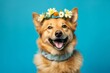 Medium shot portrait photography of a happy finnish spitz wearing a floral collar against a cerulean blue background. With generative AI technology