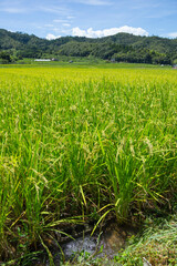 夏の田園風景 鳥取県 郡家町