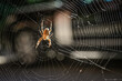 © Filip - closeup photo of spider in a web with blurred background