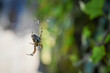 © Filip - closeup photo of spider in a web with blurred background