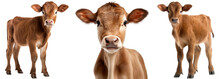 Collection Of Three Brown Calfs (standing, Portrait), Cow Bundle Isolated On A White Background As Transparent PNG