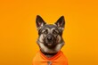 Conceptual portrait photography of a cute norwegian elkhound wearing a sports jersey against a bright orange background. With generative AI technology