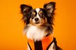 Medium shot portrait photography of a cute papillon dog wearing a training vest against a bright orange background. With generative AI technology