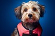 Headshot portrait photography of a cute lowchen dog wearing a swimming vest against a deep indigo background. With generative AI technology