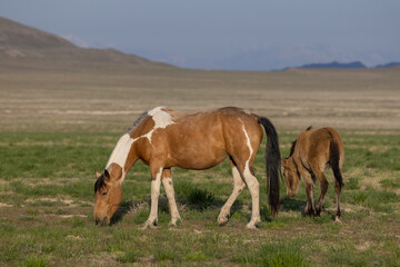 Poster - Wild Horse Mare and Foal in Spring in the Utah Desert