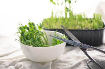 Wall Mural - Healthy food concept, growing microgreens - boxes of peas scissors and a bowl of cut microgreens