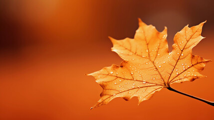 Wall Mural - Autumn's Elegance: Maple Leaf in Vibrant Isolation, created with Generative AI Technology