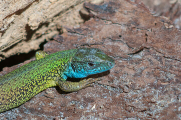 green lizard on a tree