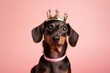 Studio portrait photography of a happy dachshund wearing a princess crown against a pastel yellow background. With generative AI technology