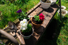 Petunias In Pots. Planting Petunias. Spring Works In Garden: Female Woman Planting Petunia Flower Into Balcony Pot Outdoors Green Grass Warm Sunny Day Outside.new Plant Growing Petunia Flowers Outside