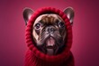 Environmental portrait photography of a cute french bulldog wearing a snood against a rich maroon background. With generative AI technology