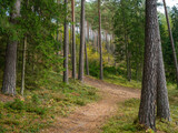 Fototapeta Natura - golden autumn hiking nature trail