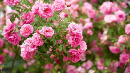 Canvas Print - Beautiful pink blooming buds or inflorescences of a climbing rose. close-up. Photo for a garden center or plant nursery catalog. Sale of green spaces