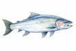 Hand-drawn watercolor of Atlantic salmon symbolizing abundance, good health, and nature. Cut-out element for design. Generative AI