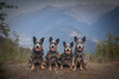 Four beautiful dogs in the mountains