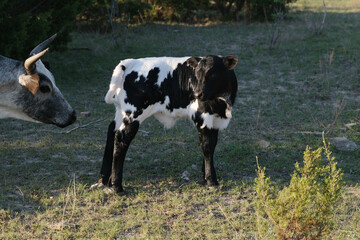Wall Mural - Hybrid vigor of crossbred beef calf on farm with cow in Texas field.