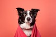 Environmental portrait photography of a funny border collie wearing a superhero costume against a coral pink background. With generative AI technology
