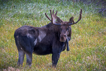 Moose in the Colorado Rocky Mountains