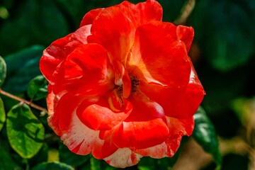 Wall Mural - orange and yellow rose