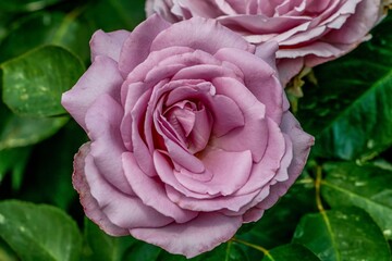 Wall Mural - pink rose