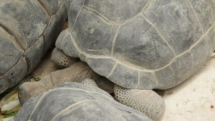 Wall Mural - plusieurs tortues en train de manger