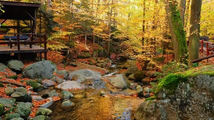 Wall Mural - Autumn forest landscape stock video 4k