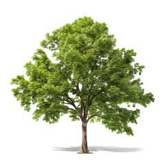 Wall Mural - Beautiful tree on transparent background for decorating projects.