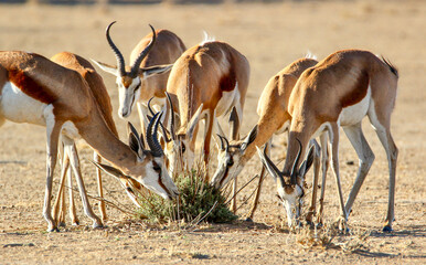 Wall Mural - Springbok eating grass, Kgalagadi, South Africa