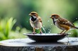 sparrow on water bowl