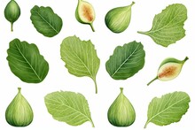 Illustration Of Green Fig Leaves On A Transparent Background. Perfect For Summer Vibes With Mission Figs. Vertical And Horizontal Orientation Available. Generative AI