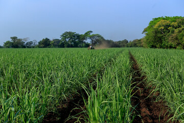 Sugar cane agricultural field with a plow tractor in the background El Salvador, Central America.