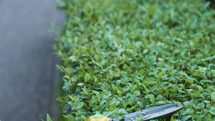 Wall Mural - Close up view of big hedge trimmers cutting boxwood bush outside. Crop view of female hands in grey protective gloves pruning overgrown bushes with huge scissors in slow motion. Concept of topiary.