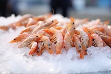 Fresh Prawns On Ice In A Fish Market
