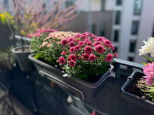 Pink Purple Blooming Chrysanthemum Flowers In Decorative Flower Pots Hanging On Balcony Fence High Angle View, Floral Wallpaper Background With Autumn Balcony Flowers
