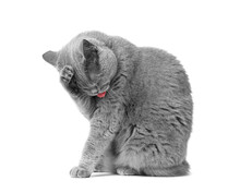 British Cat Washes Its Face, Sitting On A White Background.
