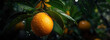 micro shot close up of a fresh orange fruit hanged on tree with water drops dew as wide banner with copy space area