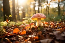 Fly Agaric In The Autumn Forest. Background With Selective Focus And Copy Space