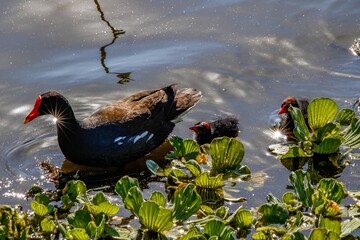 Poster - moorhens