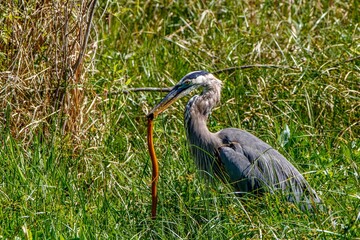 Poster - great blue heron